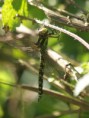 /album/my-local-birding-gallery/large-dragonfly-sp-2-jpg/